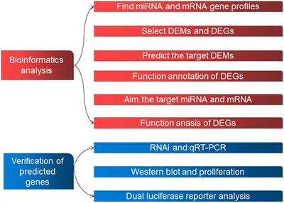 Bioinformatics Analysis Reveals MicroRNA-193a-3p Regulates ACTG2 to Control Phenotype Switch in Human Vascular Smooth Muscle Cells